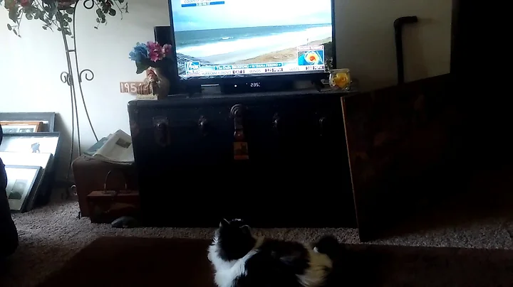 Lucy watching The Daily Briefing with Dana Perino