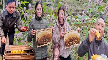 Những Giọt Mật Ong Bạc Hà Của Cọc Chèo Mí Hải Trên Vùng Cao Nguyên Đá Đồng Văn _ Hà Giang