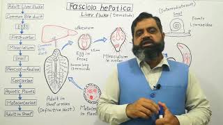 Class Trematoda English medium @prof.masoodfuzail| Life cycle of Liver Fluke | Fasciola hepatica
