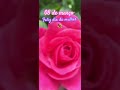 💐#felizdiadamulher#diadamulher#eumeamo#biomas#biodiversidade#bioma#rosas#mulher