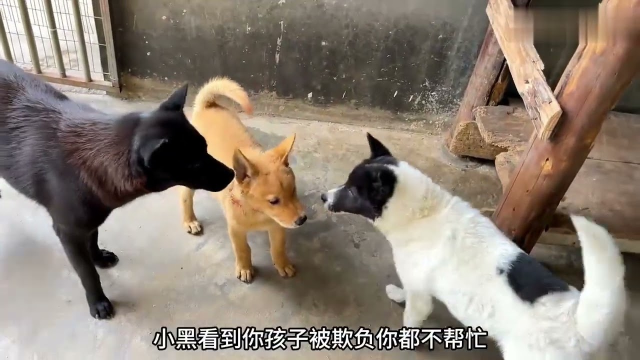 Puppy Play Fight Caught on Camera | Puppies at Play: Cute Fight Caught on Camera🐶📸