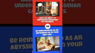 Would You Rather: Communicate Like an Abyssinian Cat or Uncover Their Secrets?  #abyssiniancat screenshot 1