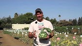 Ontario Swan Gourds + Stands at Harvest Barn Country Markets: What I Say About Food - YouTube