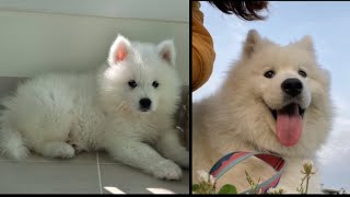 Samoyed growth diary from 3 to 8 months (5 times bigger!)