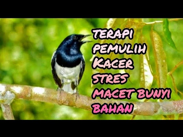 KICAUAN KACER HUTAN PANCINGAN KACER CEPAT GACOR class=