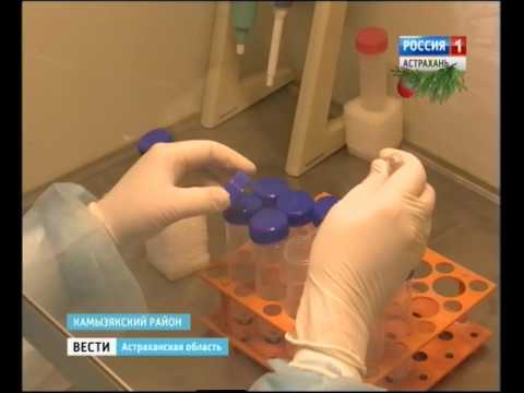 Чем опасен туберкулёз и как его лечат в местах лишения свободы? Чем опасен туберкулёз и как его лечат в местах лишения свободы?