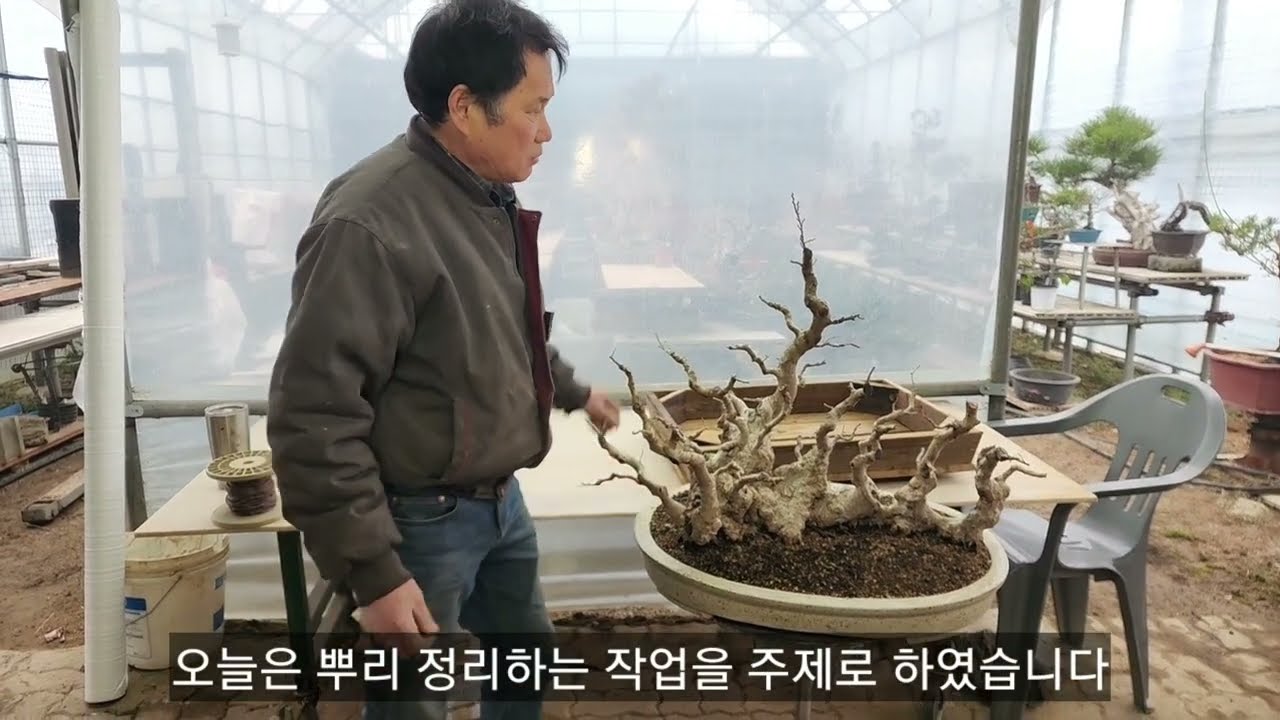 분재 뿌리정리의 정석!! / 분갈이
