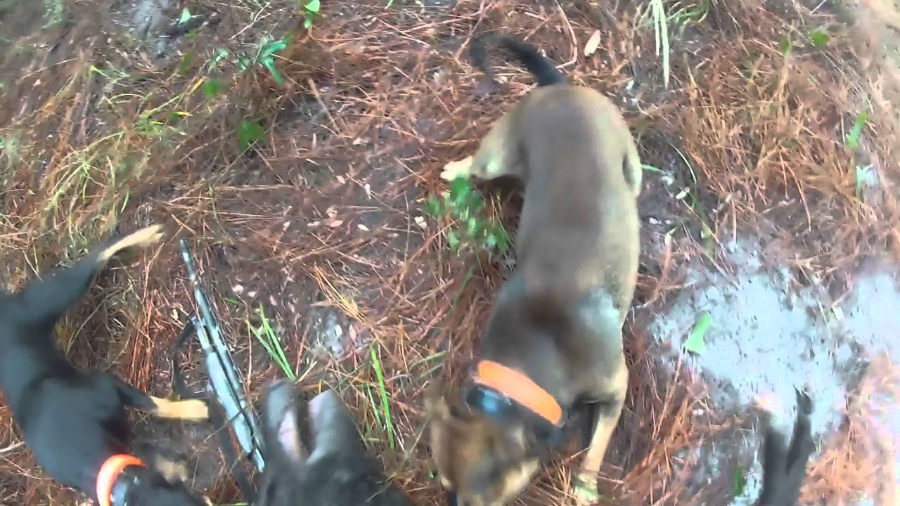 Hog Hunting With Dogs Proper Knife Placement YouTube