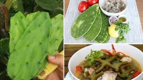 Xương Rồng Tai Thỏ và món canh bổ dưỡng từ giống cây này.