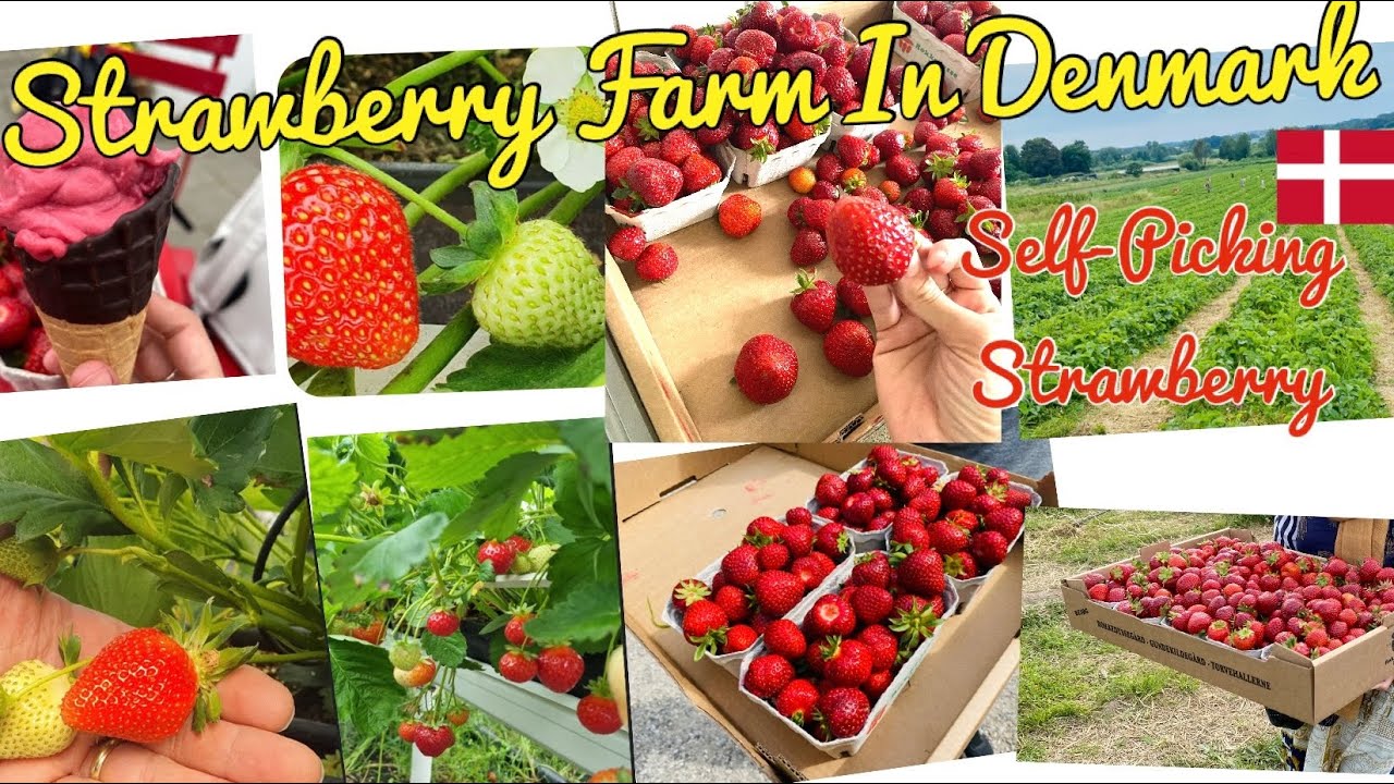 Strawberry farm Copenhagen / Denmark SelfPicking Strawberry YouTube