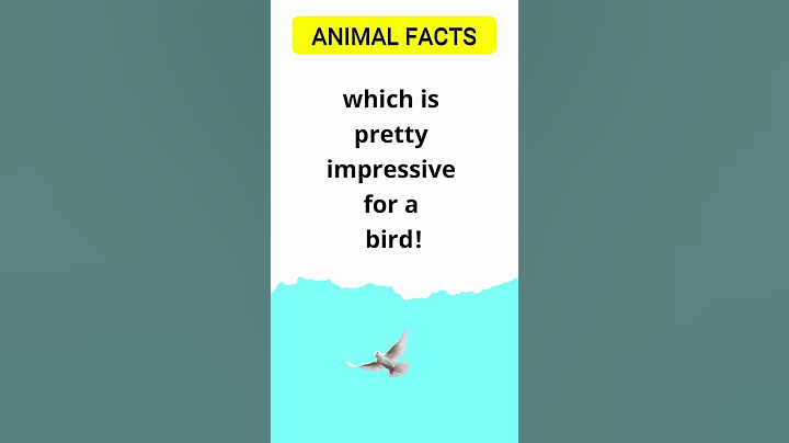 💥 Mind-Blowing Facts About Pigeons You Won't Believe Are True 🐦💥 | #PigeonFacts #PigeonPowers