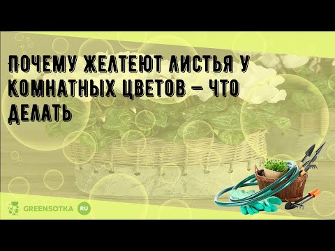 Почему желтеют листья у комнатных цветов — что делать