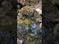 Valea Calda Apuseni #mountains #shanti #springhiking #ajeet #water #nature #bergen