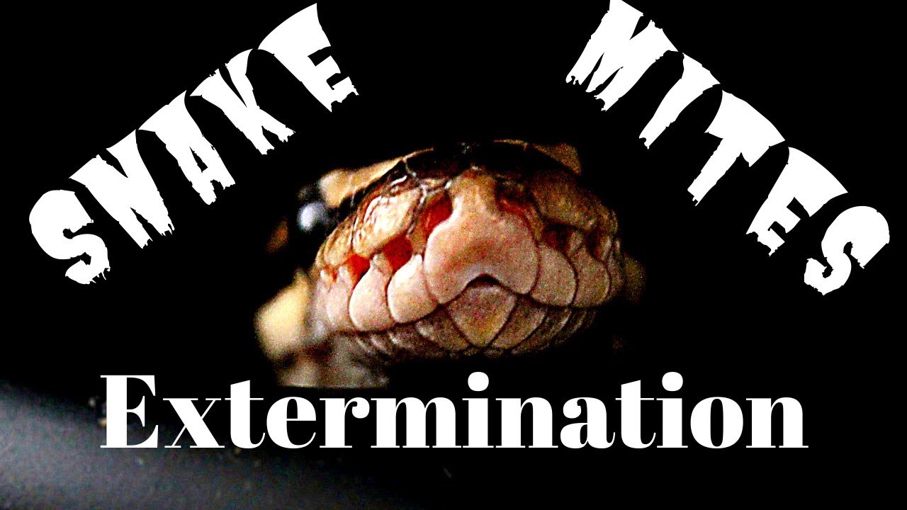 mites in rabbits Snake Mites Solution | Safe and Easy Methods To Exterminate Mites