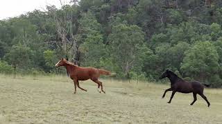 Lot 42, 6333 Putty Road Howes Valley, NSW