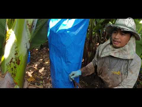 Video: Transplanting Avocado Trees - Kawm Yuav Hloov Avocado Tsob Ntoo
