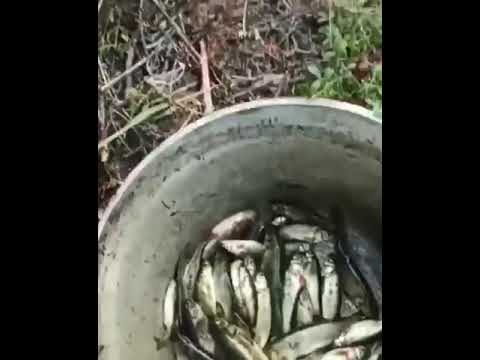 Гольян напоминает детство