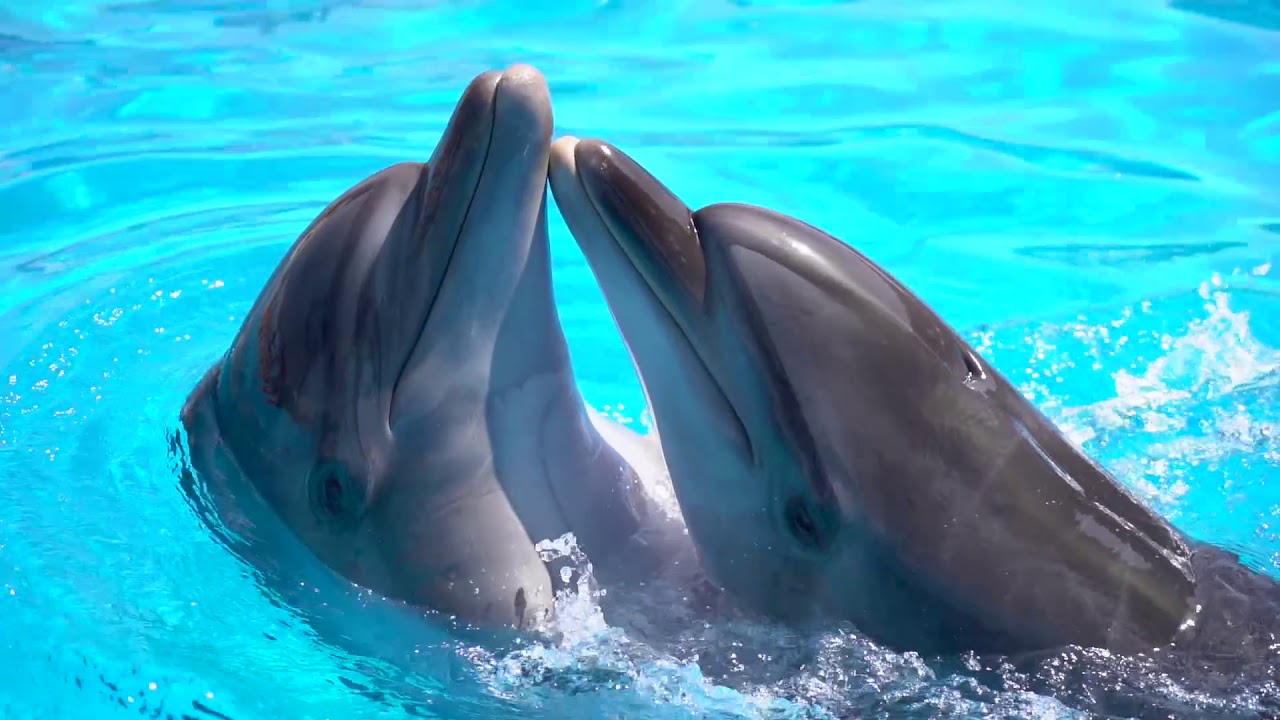 Delphinarium Agadir Dolphin World Maroc - YouTube