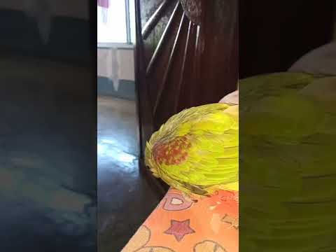 #shorts#cute parrot pupu