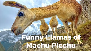 Getting REALLY Close to the Llamas of MACHU PICCHU!