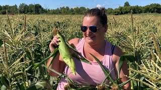 Putting up sweet corn for the winter