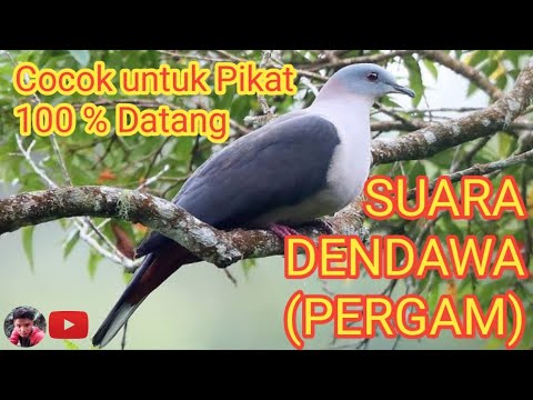 SUARA BURUNG PERGAM (DENDAWA) LOMBOK 100% DATANG