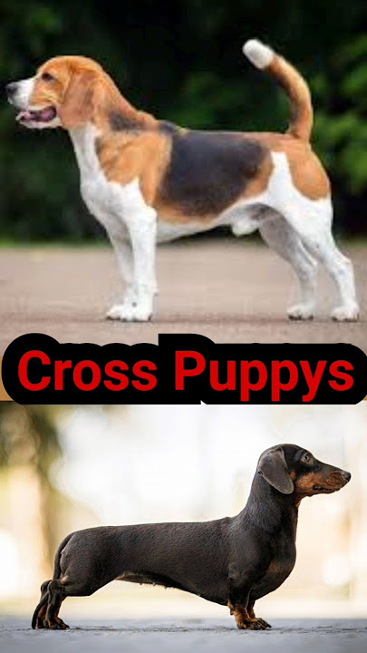 Beagle & Dash Cross puppys 😍#shorts