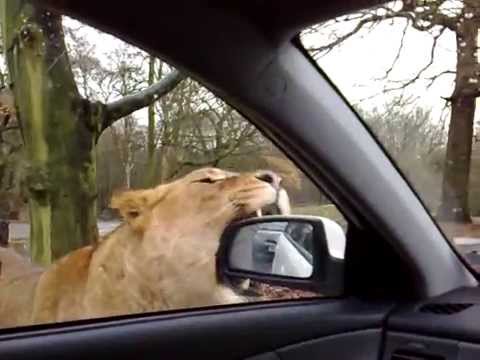 lion attack at safari park