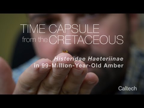 Time Capsule from the Cretaceous