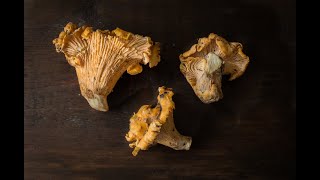 How to Harvest Chanterelle Mushrooms PSA