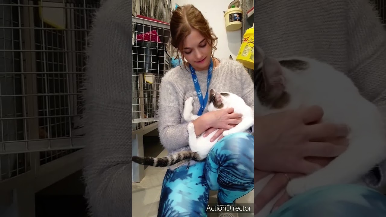 Ouma à l'adoption au refuge st roch YouTube