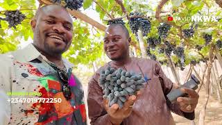 Why Nigerians are doing Grape Farming