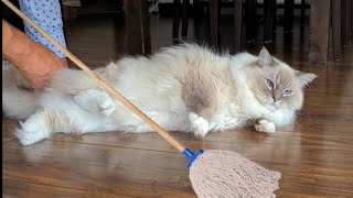 How To Keep Your House Clean With Fluffy Cats by Xiedubbel 7,643 views 8 months ago 1 minute, 14 seconds