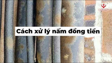 HanvetTV 🚫 Xử lý nấm đồng tiền trong ao nuôi tôm
