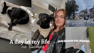 EIN TAG mit BÜROHUND - So läuft ein Arbeitstag mit Hund ab! VLOG by Kim Jaro 1,817 views 5 months ago 6 minutes, 52 seconds