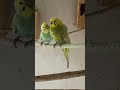 #viral #birds #video #pets #cockatiel #parrot #viralvideo #shortvideo #shortsvideo #shorts #youtube