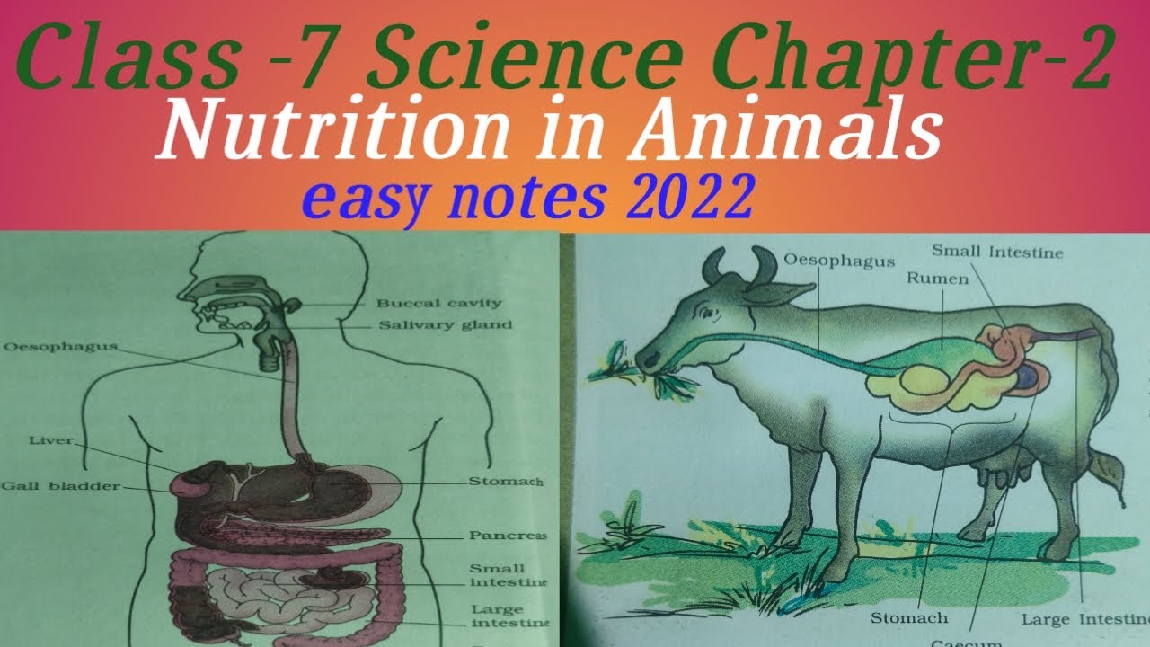 Nutrition In Animals.. easy notes 2022 Class 7 Science Chapter 2 - YouTube