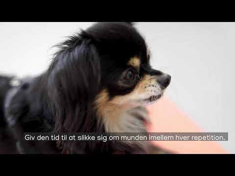 Video: Hund Mange & Borax