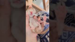 Cara memberi Susu untuk Anak Kucing yang baru lahir