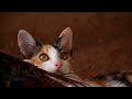 Cinematic closeup cat stock footage  premium footage  4k