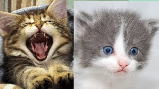 cat videos 2020|  Cute and Funny Cat Videos Compilation #12