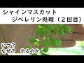 シャインマスカット　ジベレリン処理（2回目）