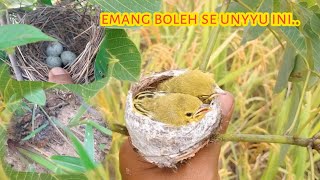 panen sarang burung sirpu! bonus anakan burung puyuh