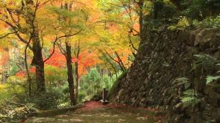 京都の紅葉 Autumn colors in Kyoto HD