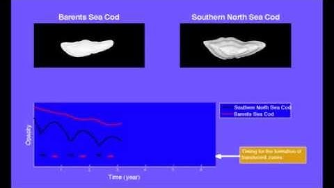 Shedding Light on Fish Otolith Biomineralization Using a Bioenergetic Approach