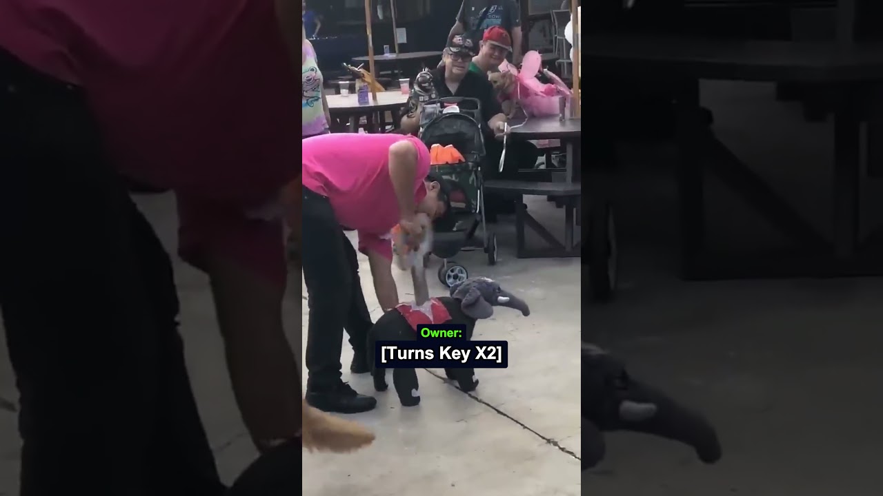 The Winner of 2026 Dog Costume Competition