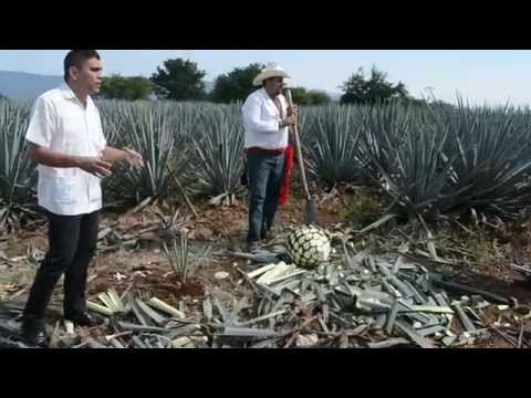 Video: Cultivo de jarabe de agave azul - Cómo cultivar y cosechar néctar de agave azul