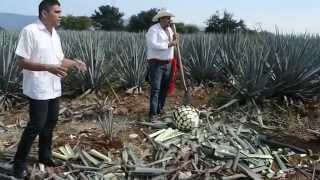 Cultivando y cosechando Agave Azul en Mundo Cuervo. #ExperienciaPresidente Tequila, Jalisco