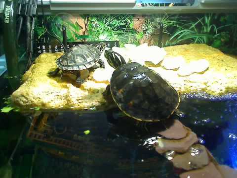 Randy Florida Red Belly Turtle not getting the han...