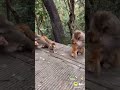 Monkey short video